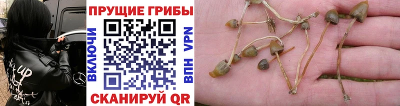 blacksprut ТОР  Алушта  Псилоцибиновые грибы Cubensis 